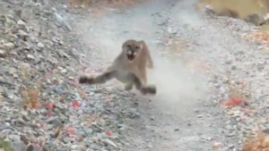 cougar man 2020 utah