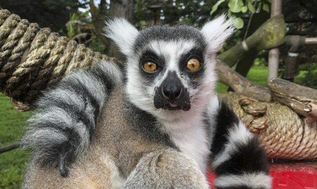 Missing Lemur...