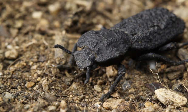 tough beetle shell...