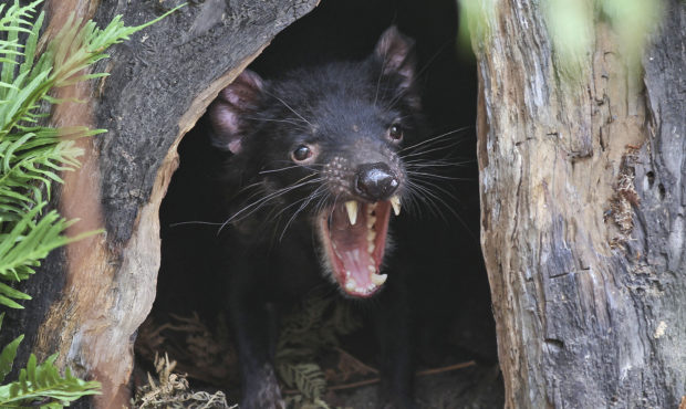 FILE - In this Dec. 21, 2012, file photo, Big John the Tasmanian devil growls from the confines of ...