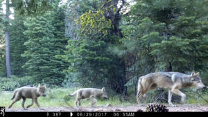 Trump gray wolves