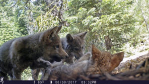 Trump gray wolves