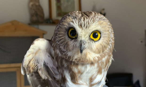 In this photo provided by the Ravensbeard Wildlife Center, Ravensbeard Wildlife Center Director and...