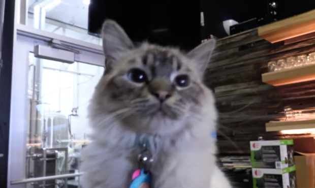 working cat best friends...