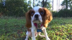 Alligator Attack Puppy