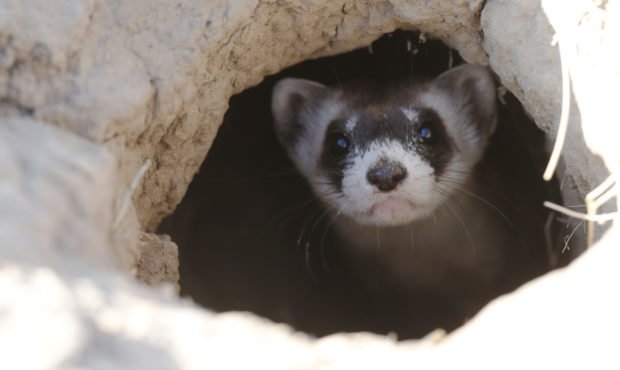 COVID-19 ferrets...
