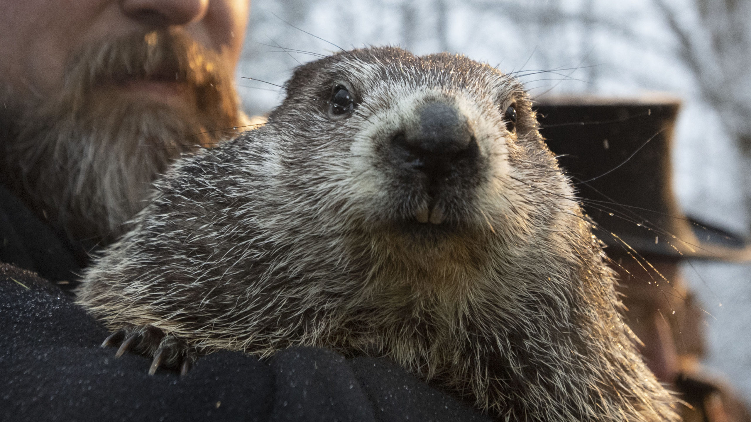 FILE - In this Feb. 2, 2020, file photo, Groundhog Club co-handler Al Dereume holds Punxsutawney Ph...