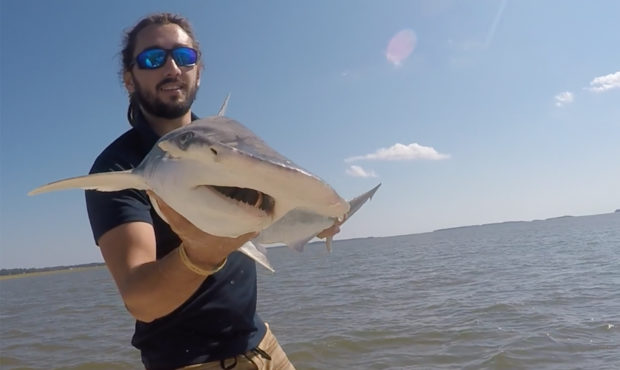 GPS Sharks...