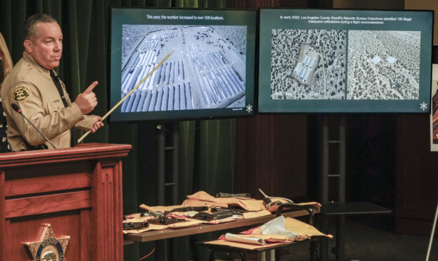 Los Angeles County Sheriff Alex Villanueva shows one of the 150 illegal marijuana cultivations foun...