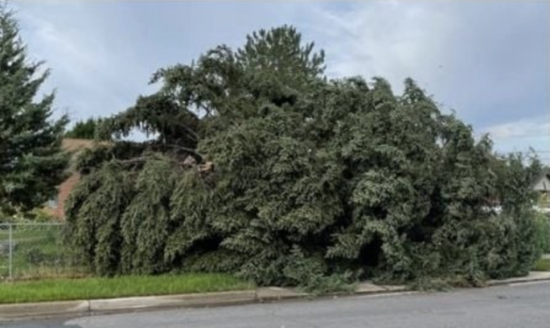midvale downed trees...