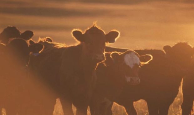beef prices to go up because of drought...