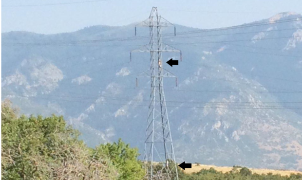 power line hammock...