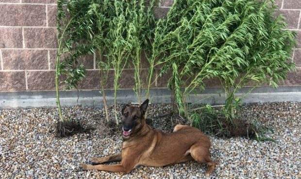 carbon county pot grow discovered during search for stray pig...