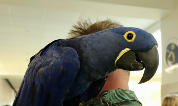 Farmington High School opened an on-campus aviary on Friday, Oct. 29, 2021.
Photo credit: Farmingto...