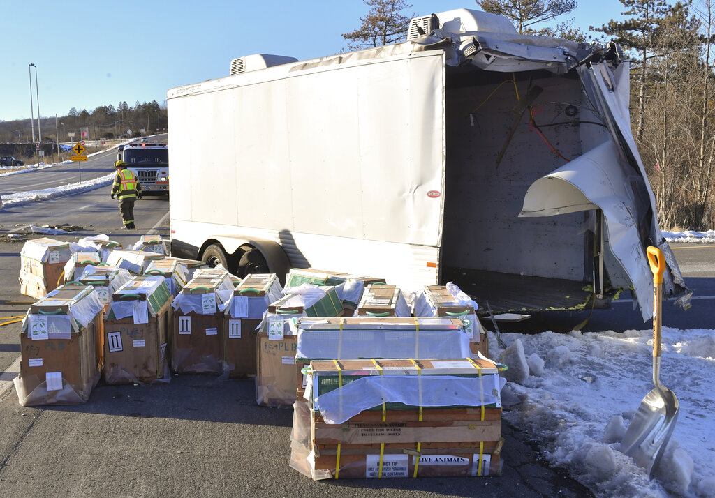Crates holding live monkeys are collected next to the trailer they were being transported in along ...