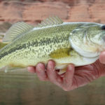 dnews smallmouth bass gustaveson lake powell