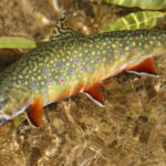 dnews fishing outdoor rec uintah