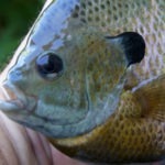 Bluegills derive their name from the blue color on their cheeks.
