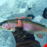 rainbow trout