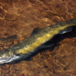 dnews FishKill