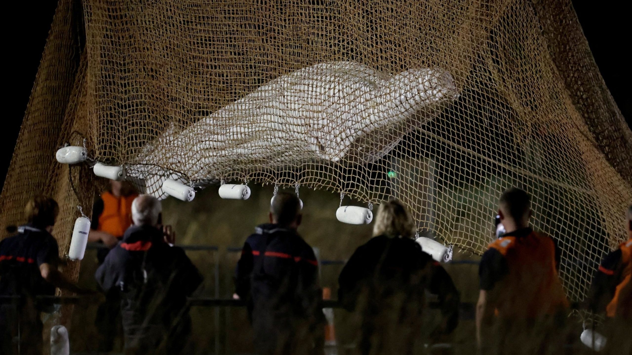 Beluga whale France...