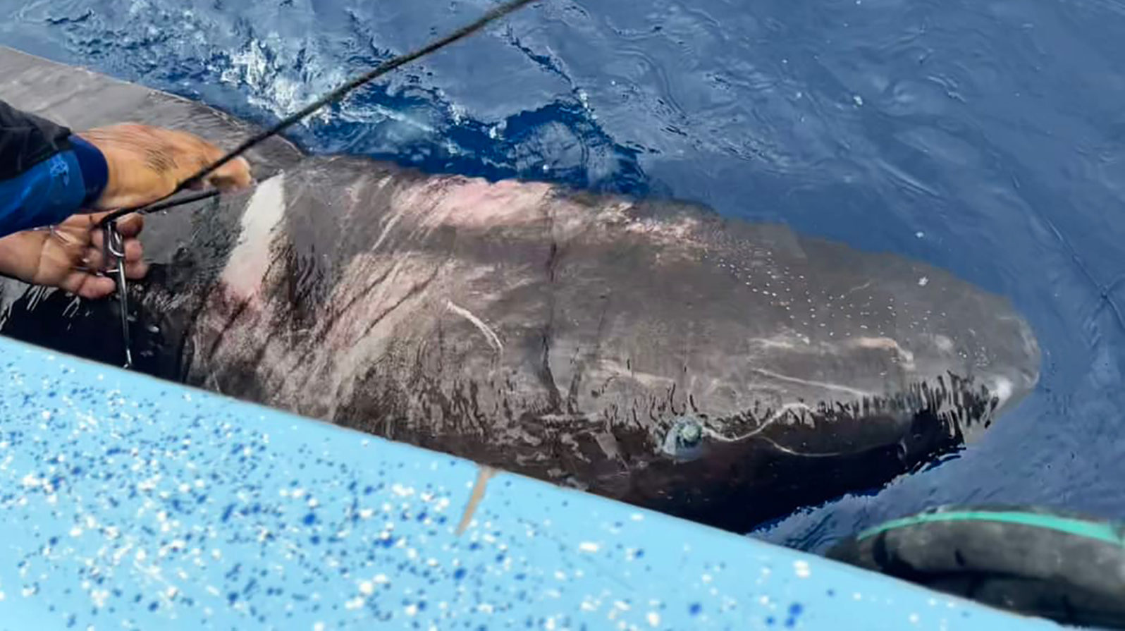 shark found...
