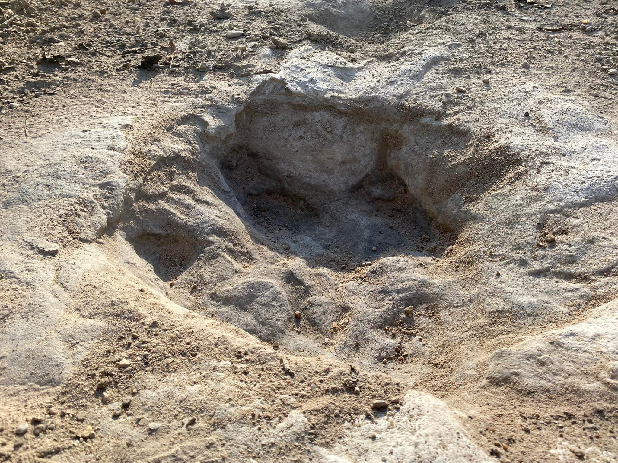 Tracks of a 60-foot dinosaur have been discovered at Dinosaur Valley State Park in Texas due to exc...