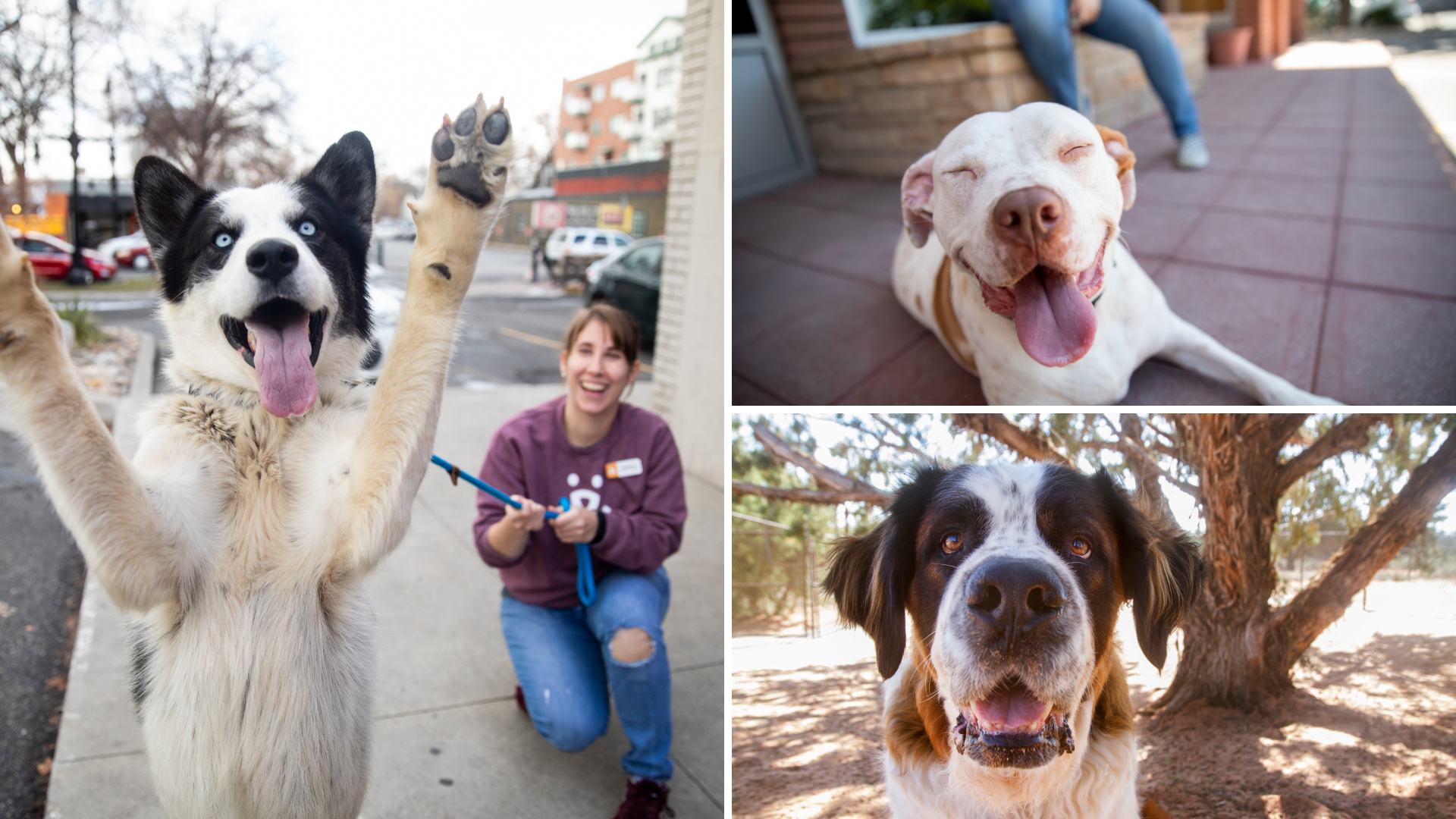 big dog adoption...