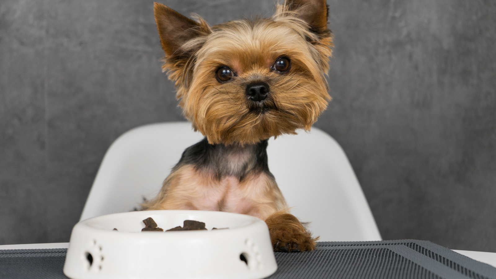 A restaurant in San Francisco is all about pampering pups with  $75 dollars plates of gourmet food....