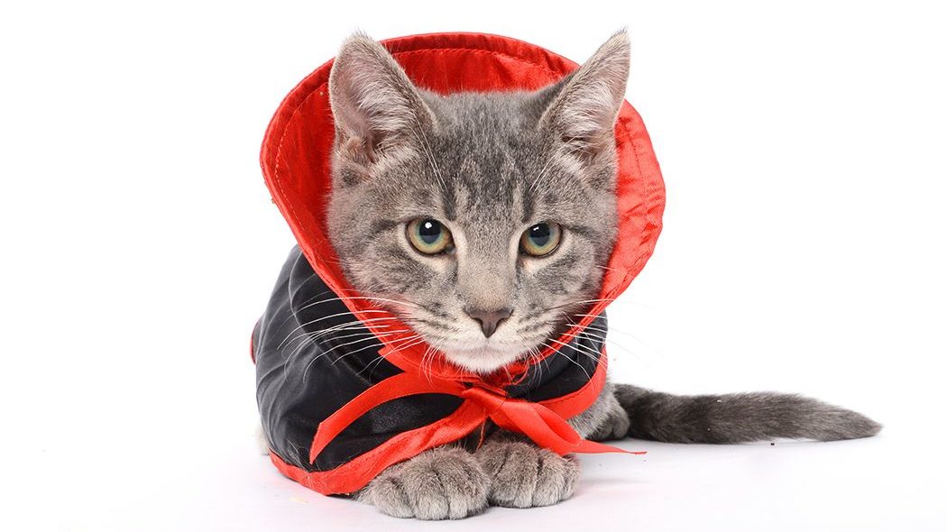 Humane Society has been sheltering homeless animals, fighting cruelty and neglect, and creating an ...