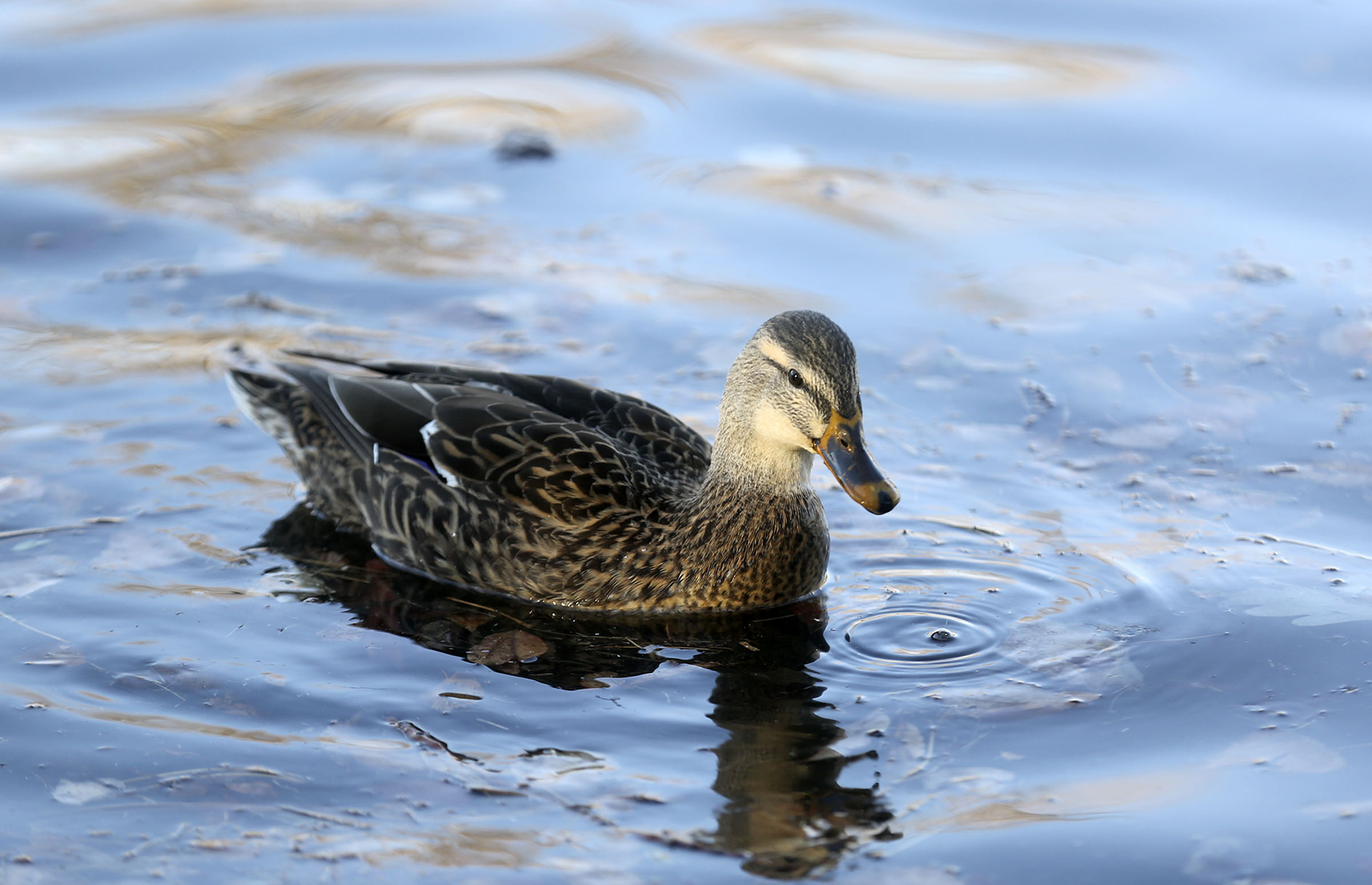duck in pond -- harmful algae possibly to blame for 30 duck deaths...