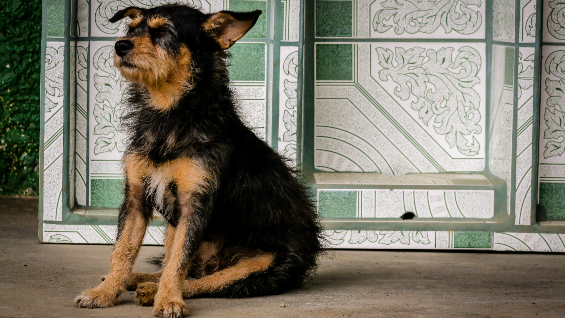 The Humane Society of Utah is calling on local residents to adopt dogs, saying that their shelters ...