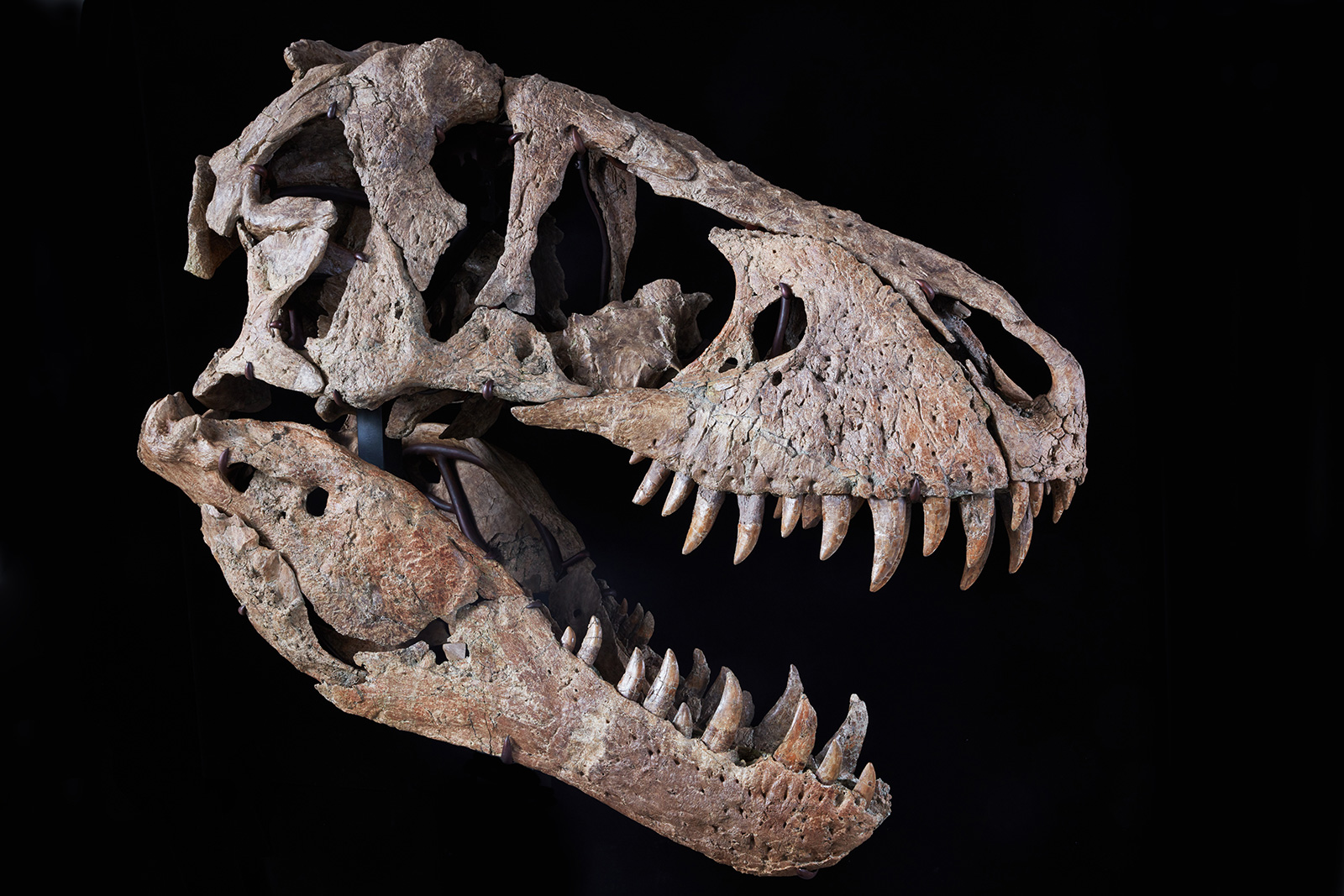 The 200-pound skull will go on sale at Sotheby's auction house in New York on December 9. (Photo co...