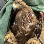 rehab eagle 2