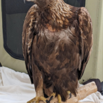 rehab eagle 3
