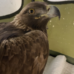 rehab eagle 4