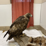 rehab eagle 5