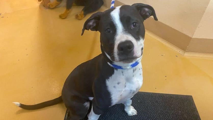 South Salt Lake Animal Services says its facility is beyond capacity. It is asking the help of pet ...
