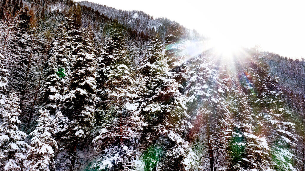 Pine trees in Wasatch-Cache National Forest...