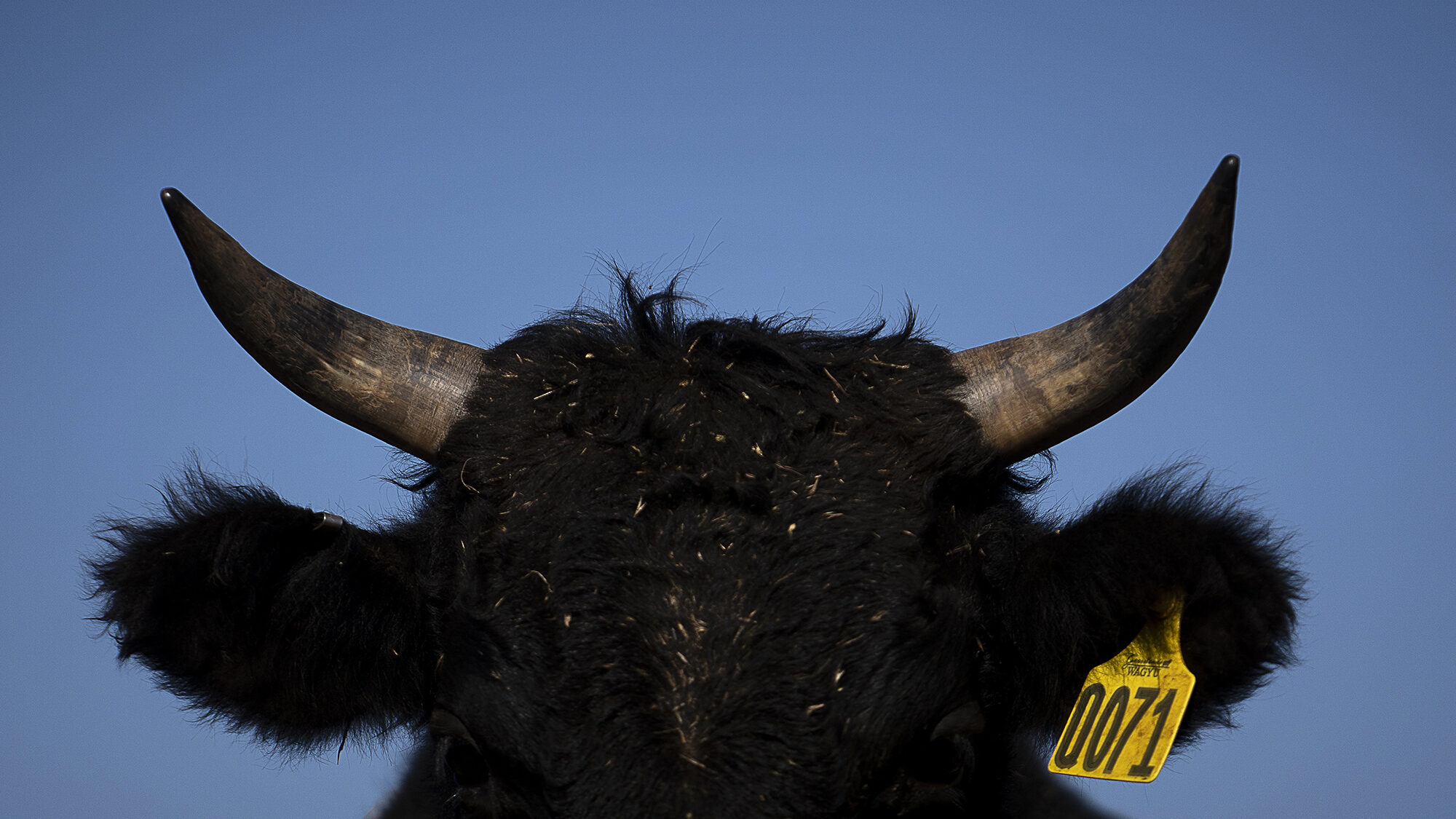 Beef supplies are shrinking after farmers sold off cattle in response to drought and high costs. Ph...
