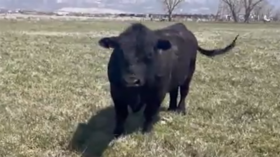 Several veterinarians and ranchers across the state are dealing with an unusual problem, missing ea...