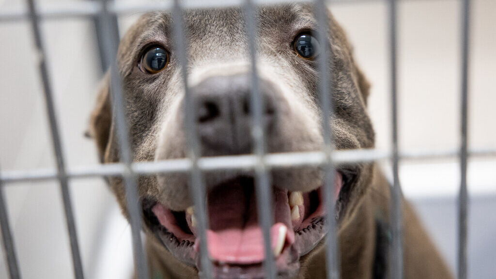 Dundee, a 4-year-old American pit bull mix, peers through his kennel at Salt Lake County Animal Ser...