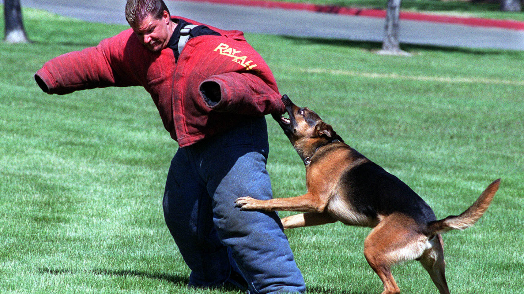 FILE: K-9 dog training and competition, Chris Smith acts as bad guy for dogs battling it out. (Kris...