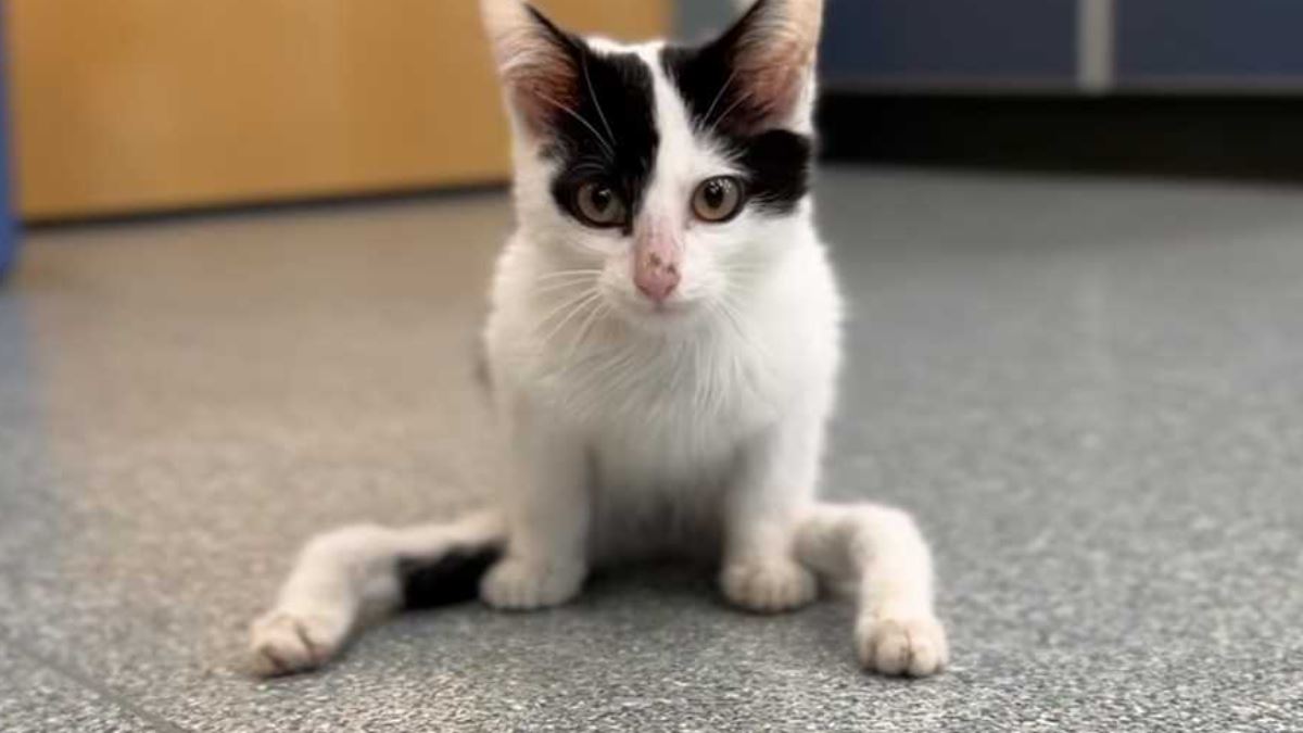 The MSPCA-Angell is seeking very special adopters for a unique kitten named Gumby, who arrived in M...