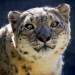 snow leopard 1