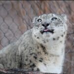 snow leopard 2