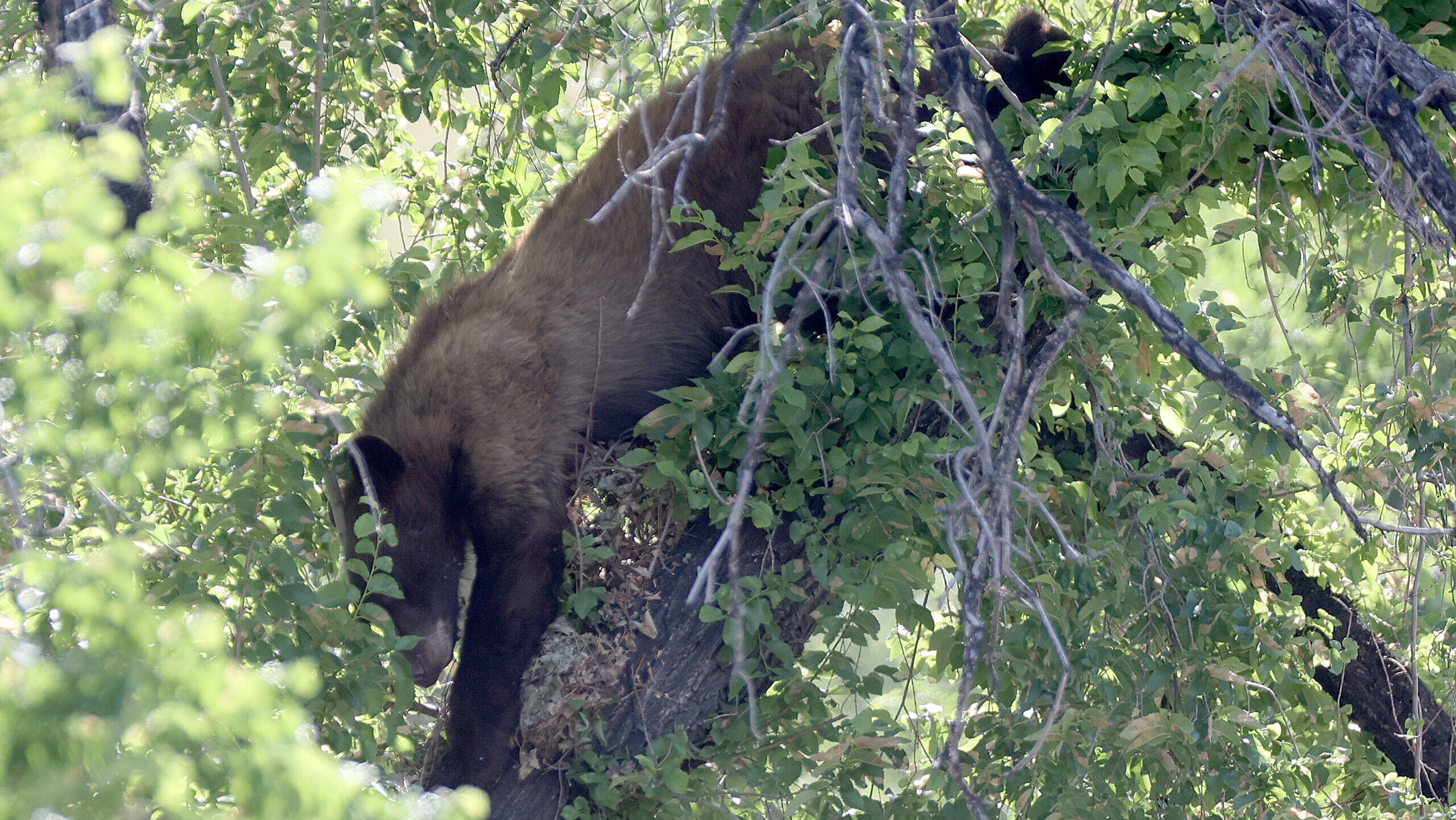 A bear climbs down a tree in Salt Lake City on Wednesday, June 5, 2024. (Kristen Murphy, Deseret Ne...