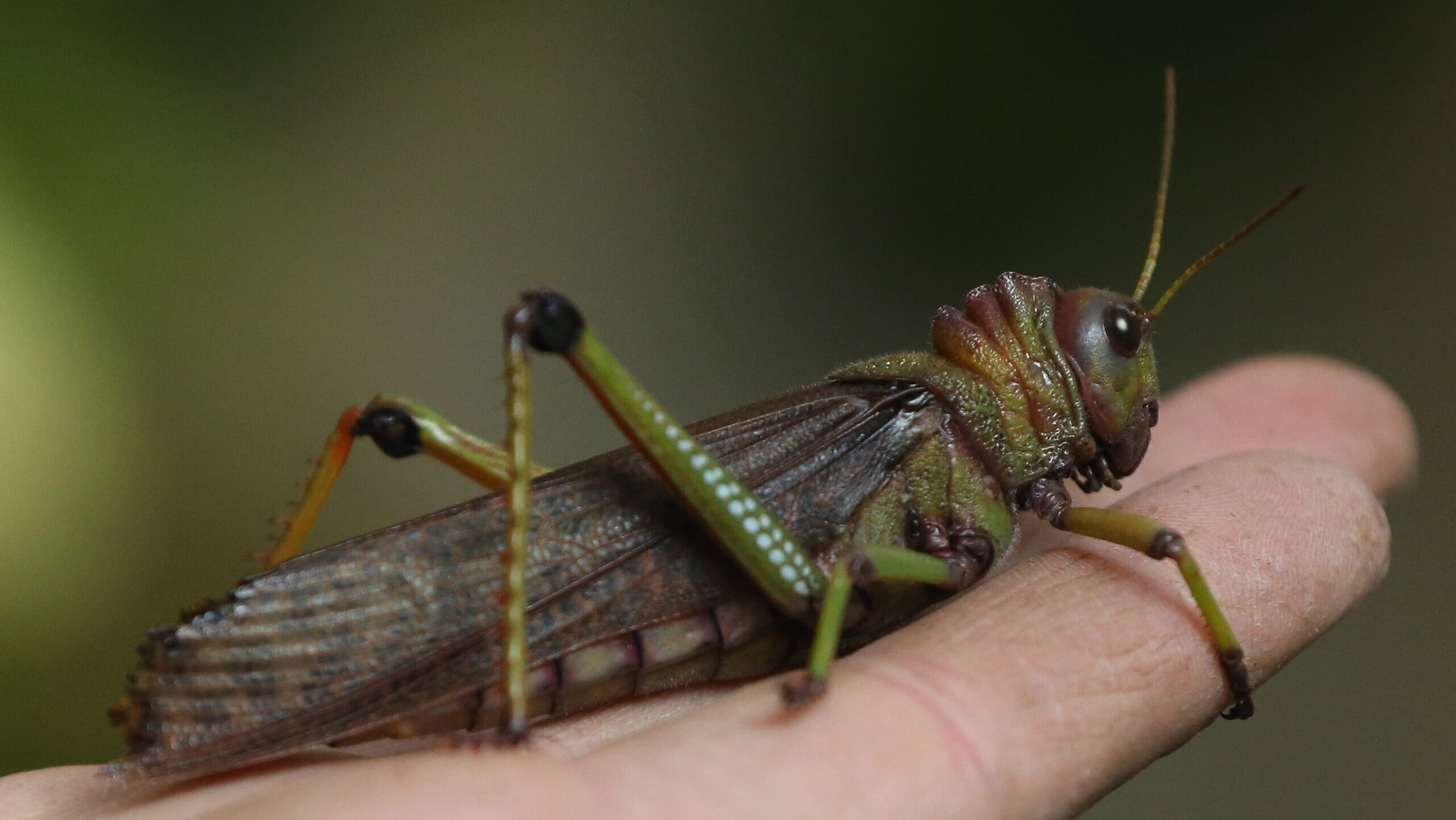 A giant grasshopper sits on a hand in Berlin, Germany....