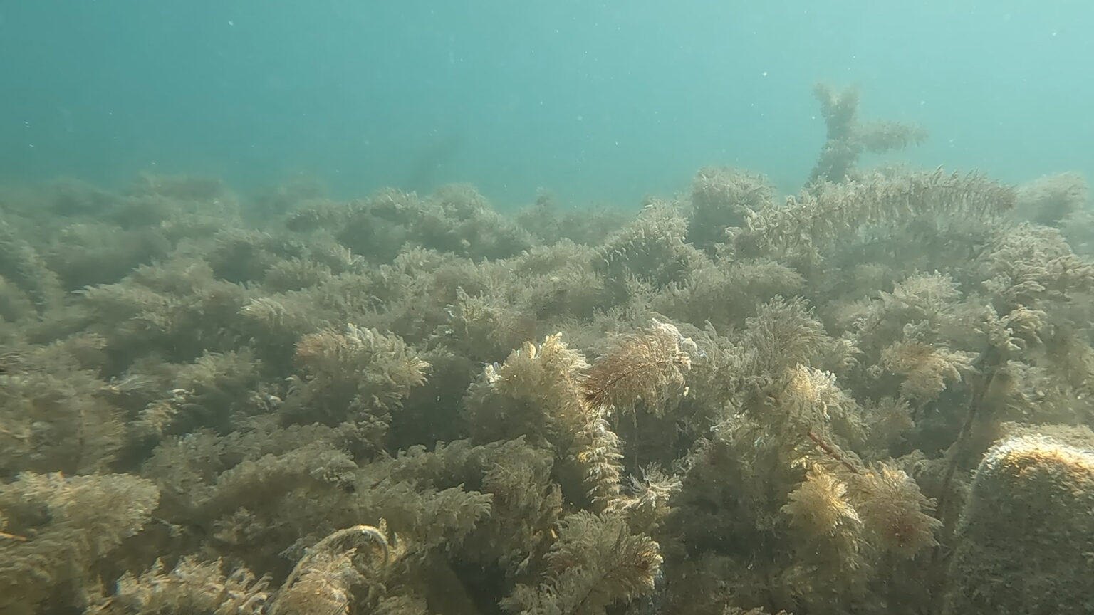 Eurasian milfoil is growing in Bear Lake's waters, urging states and activists to fight for the hea...