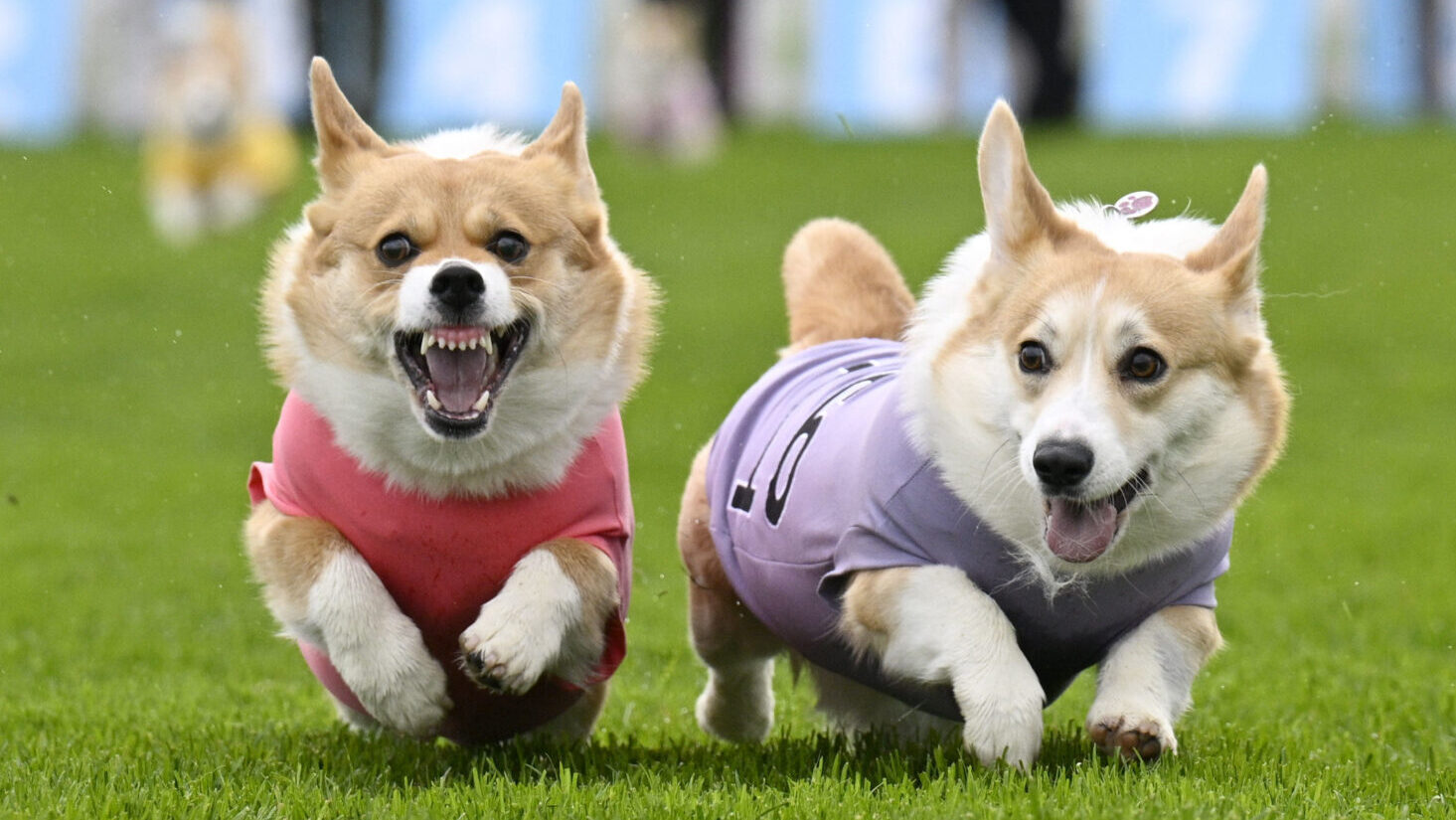 Participants take part in the Corgi Derby at Musselburgh Racecourse as part of its Easter Saturday ...